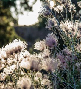 Phīla Engaged Giving – Strategic Philanthropy Advisors Phīla Engaged Giving – philanthropic advisors helping individuals, families, and foundations give with purpose, clarity, and social impact